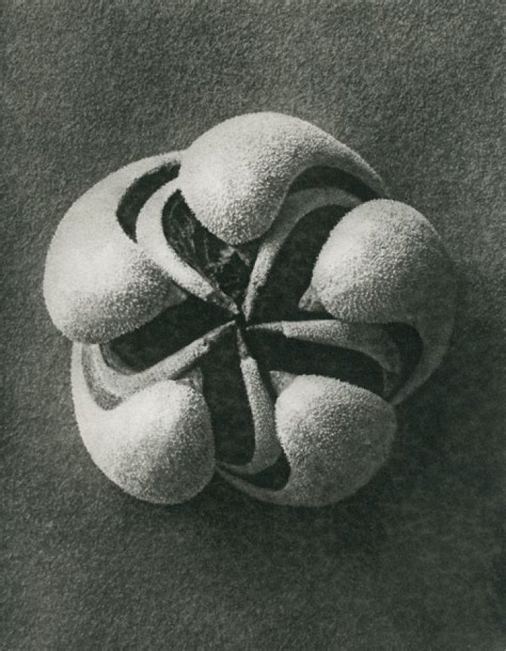 Karl Blossfeldt