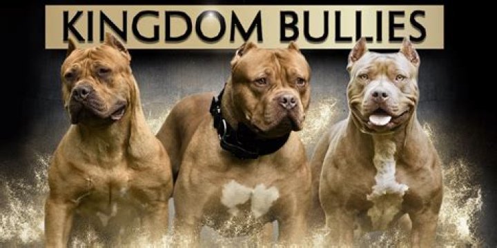 Kingdom Bully Kennels video statistics