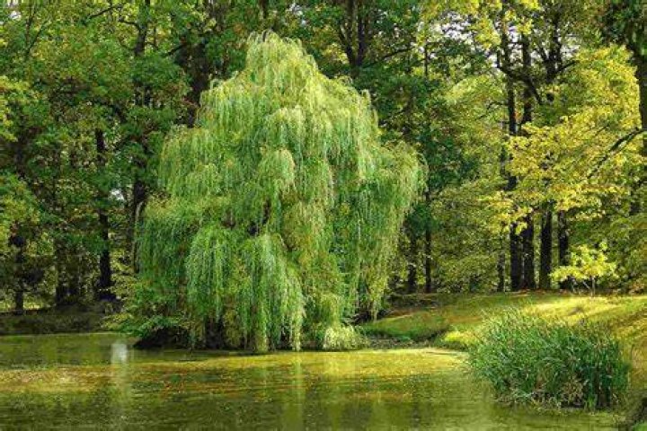 What does the weeping willow tree symbolize? – Celebrity