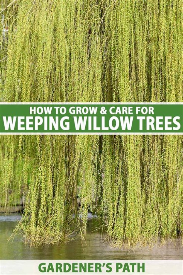 What does the weeping willow tree symbolize?