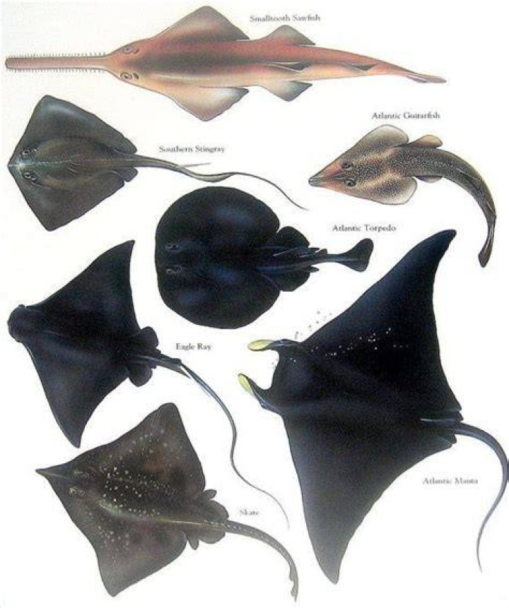 What is the difference between an eagle ray and a stingray? – Celebrity